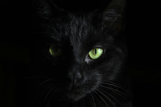De ce sunt pisicile asociate cu superstitiile? Povestea din spatele miturilor