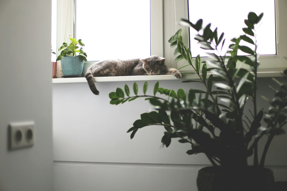 Plante toxice pentru pisici: 20 de plante pe care este bine sa le eviti