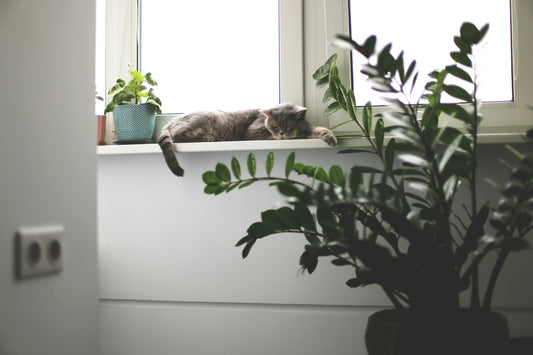 Plante toxice pentru pisici: 20 de plante pe care este bine sa le eviti