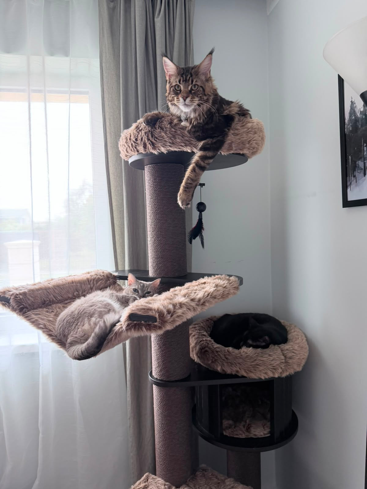 Pisica relaxata in culcusul superior al ansamblului ESPRESSO CLOUD LARGE – Meraki Home, cu hamac suspendat si casuta pentru odihna.