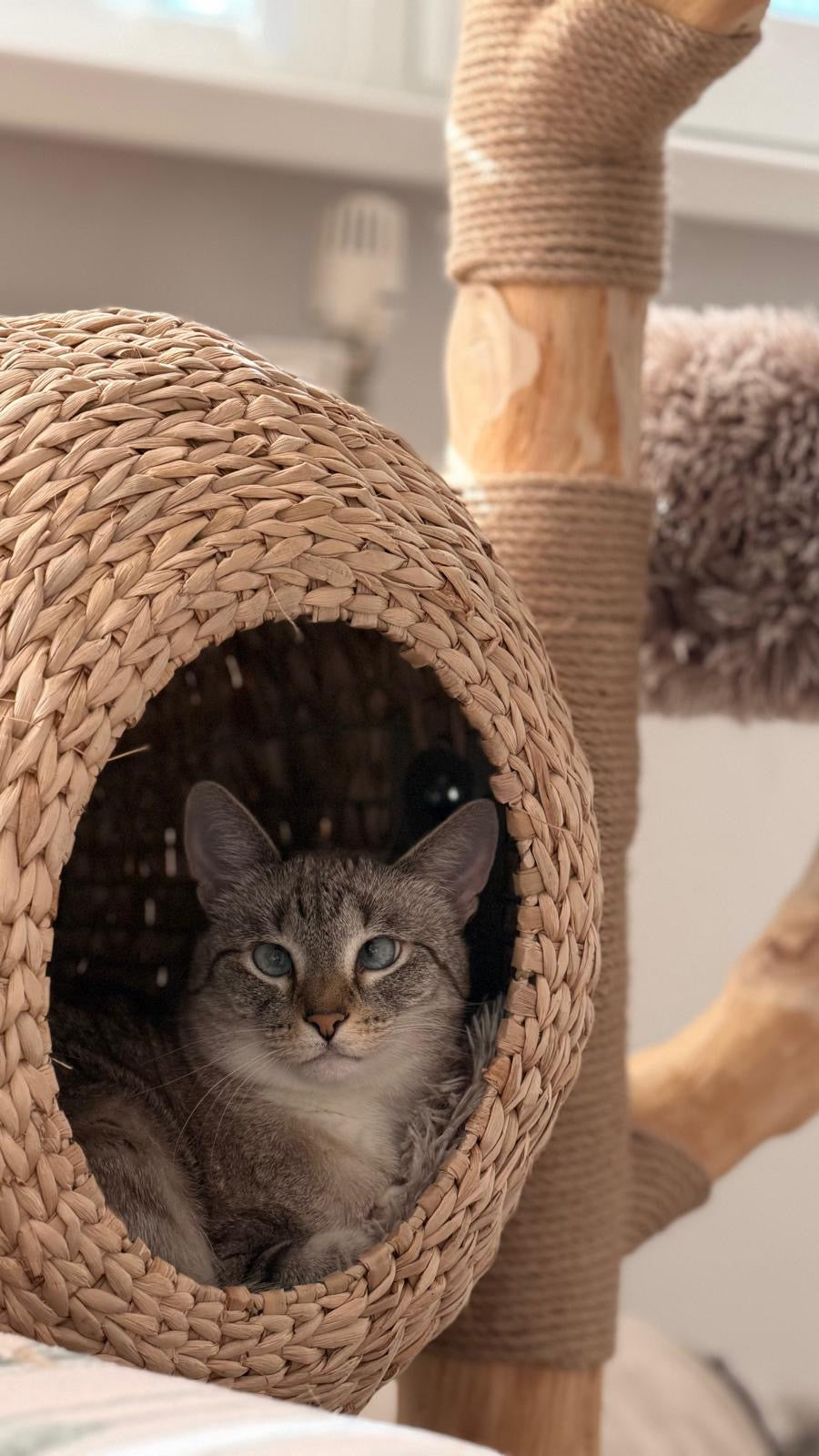 Pisica gri adapostita in cosul impletit al ansamblului WOODLAND COCOON – Meraki Home, sustinut de o ramura naturala din lemn de par.