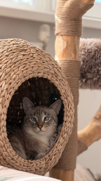 Pisica gri adapostita in cosul impletit al ansamblului WOODLAND COCOON – Meraki Home, sustinut de o ramura naturala din lemn de par.