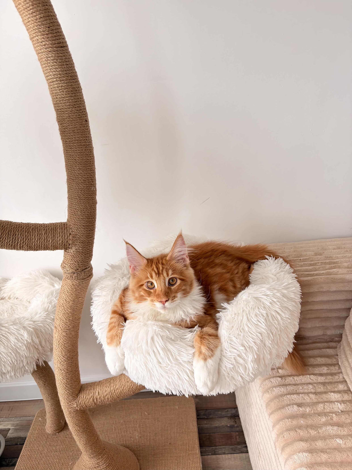 Pisica roscata Maine Coon odihnindu-se in culcusul alb si pufos al ansamblului DAISY CANOPY – Meraki Home, amplasat langa canapea.