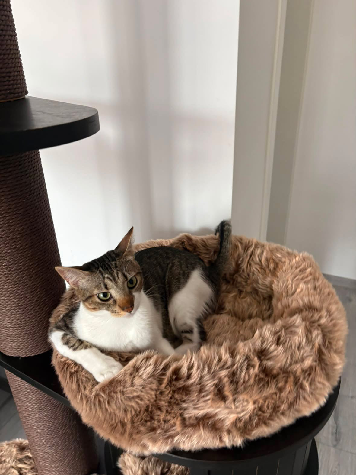 Pisica relaxata in patul rotund si pufos al ansamblului ESPRESSO CLOUD LARGE – Meraki Home, cu margini moi si confortabile.