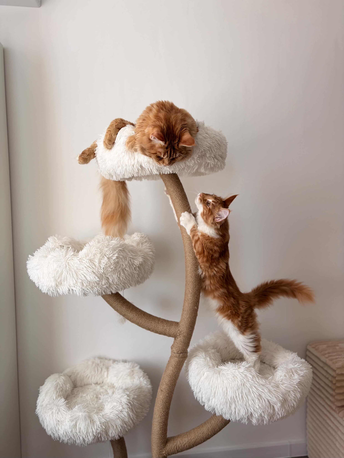 Doua pisici roscate Maine Coon explorand ansamblul DAISY CANOPY – Meraki Home, cu platforme pufoase la diferite inaltimi si structura metalica.