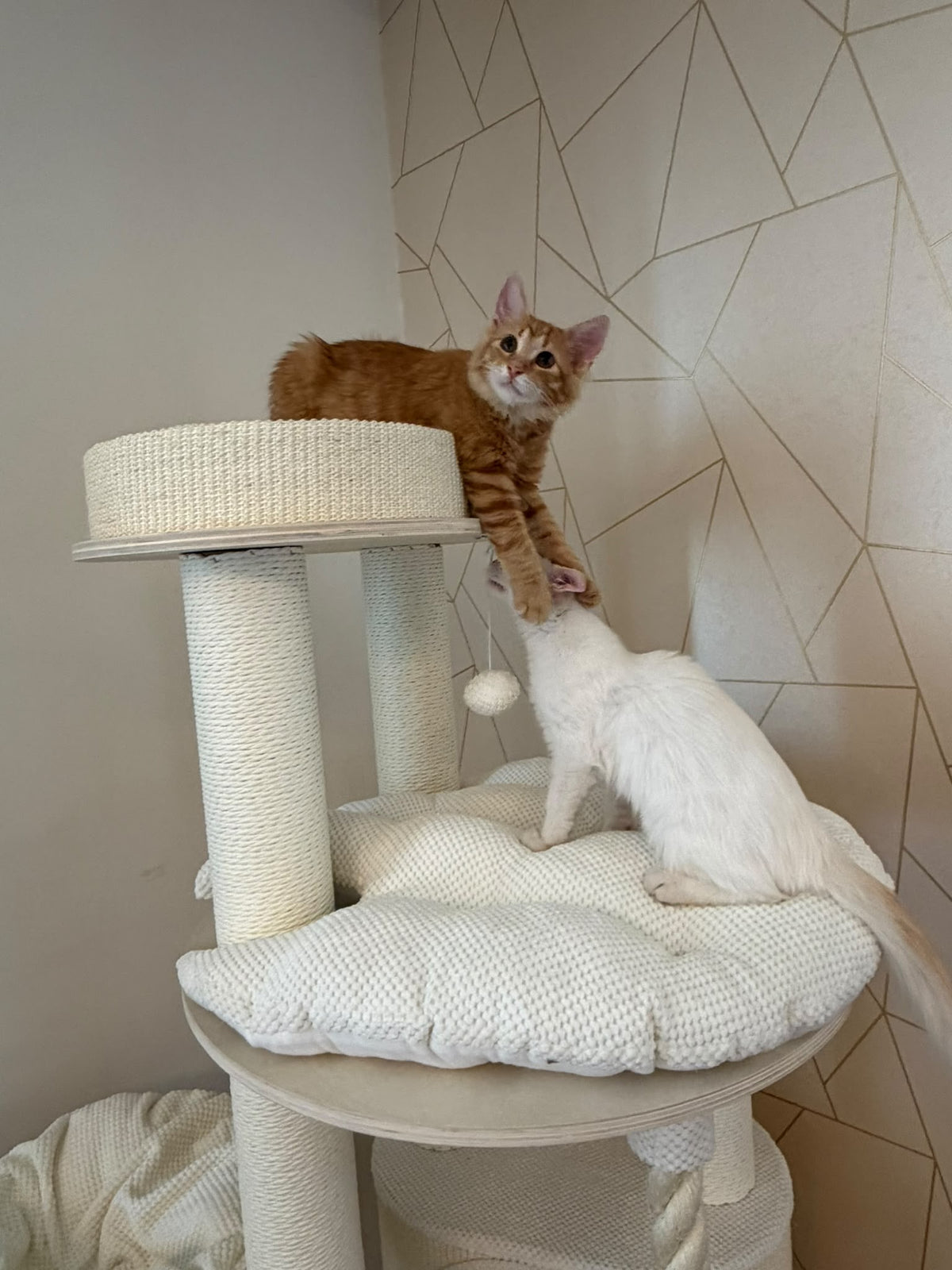 Pisici explorand platformele superioare ale ansamblului IVORY LOFT TOWER – Meraki Home, cu stalpi de zgariat si franghie pentru catarat.