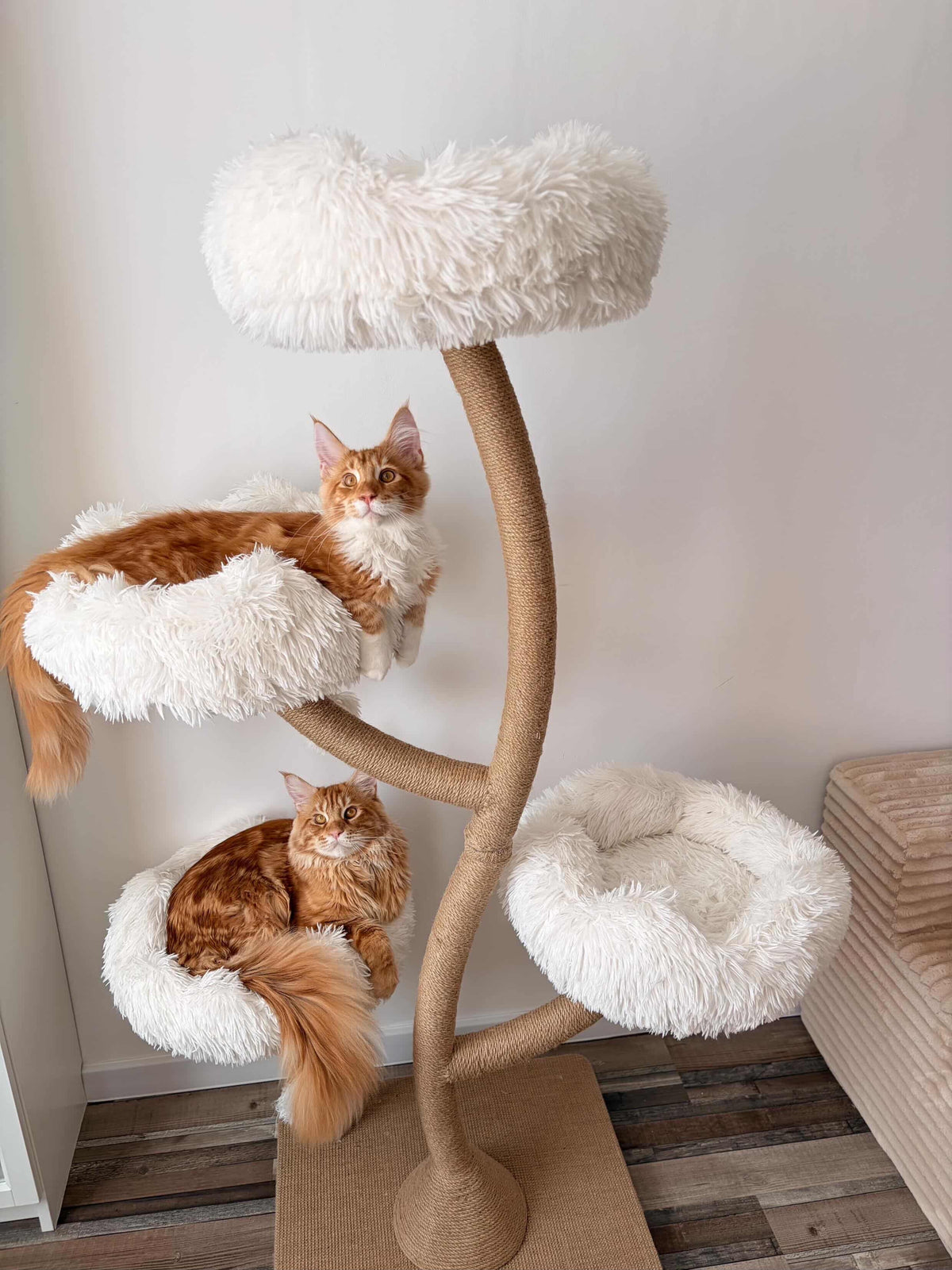 Doua pisici roscate Maine Coon relaxate in culcusurile pufoase ale ansamblului DAISY CANOPY – Meraki Home, cu structura metalica.