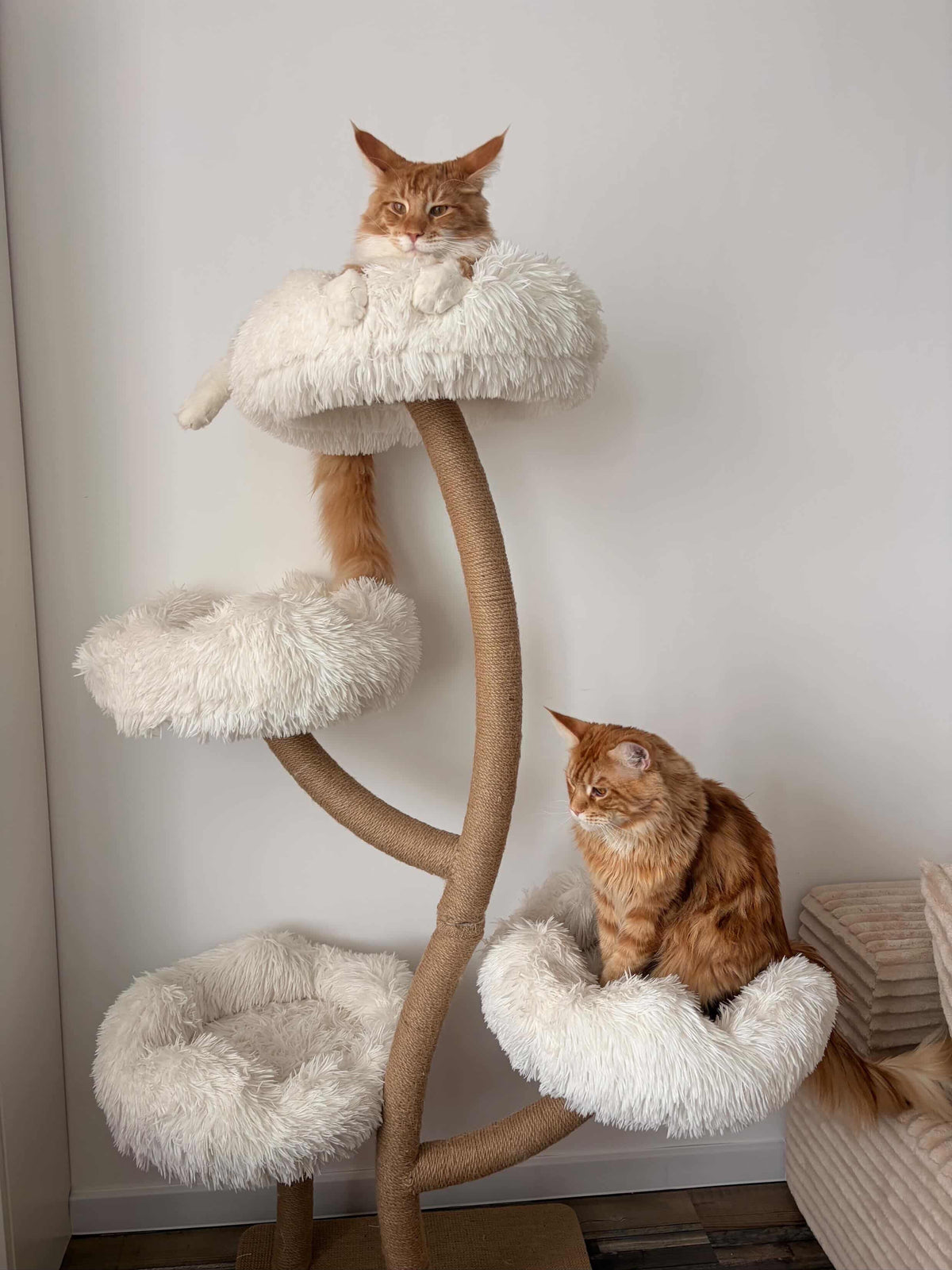 Doua pisici roscate relaxate in culcusurile ansamblului DAISY CANOPY – Meraki Home, amplasate la diferite inaltimi pe structura metalica.