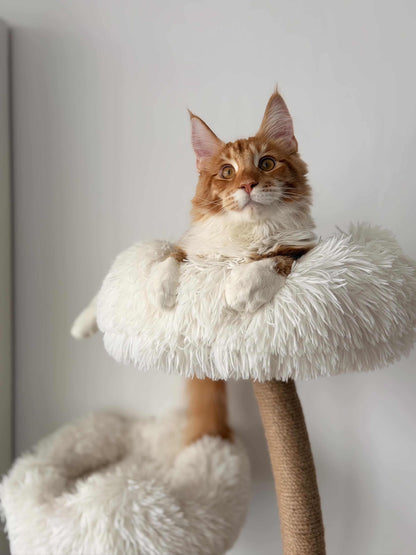 Pisica roscata Maine Coon asezata in culcusul superior al ansamblului DAISY CANOPY – Meraki Home, cu margini inalte si textura pufoasa.