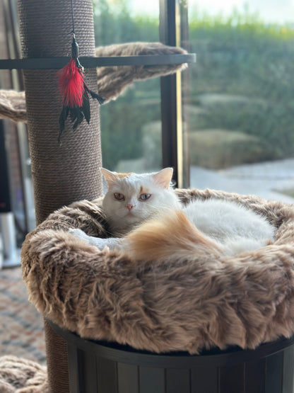 Pisica alba relaxata in culcusul pufos al ansamblului ESPRESSO CLOUD LARGE – Meraki Home, amplasat langa fereastra.