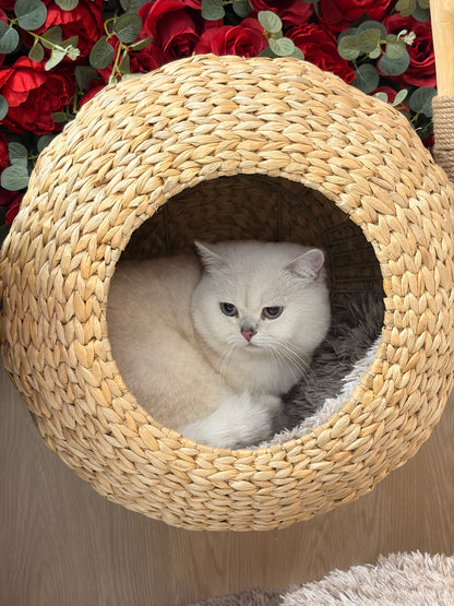 Pisica alba relaxata in cosul impletit al ansamblului WOODLAND COCOON – Meraki Home, cu interior confortabil si structura din lemn natural de par.
