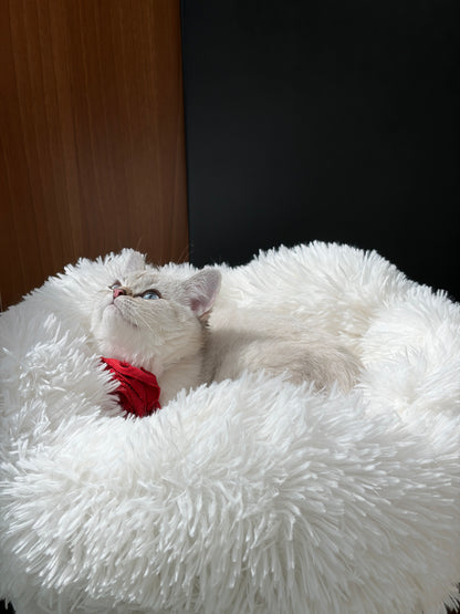 Pisica alba dormind intr-un culcus pufos al ansamblului DAISY CANOPY – Meraki Home, cu spatiu confortabil pentru relaxare.